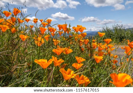 Vibrant yellow and orange California Poppies fill bottom left triangle of image.  In distance, blurred by shallow depth-of-field and partly hidden by cloud is Oregon's highest mountain:  Mt Hood 