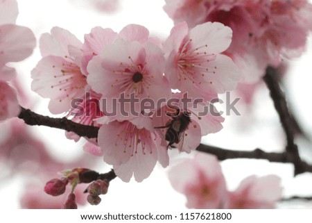 Beautiful cherry tree