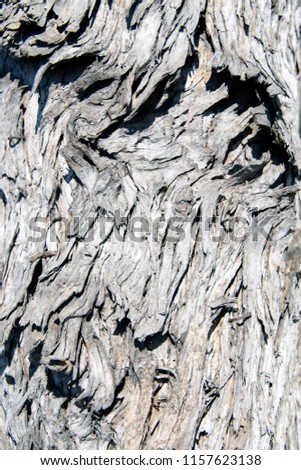 A view of an old tree for backgrounds, textures or any other graphic purposes