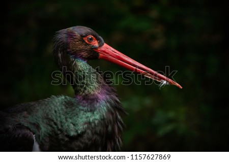 side face portrait of a rainbow colored black stork with feathers in its bill on a blurry dark background - National Park Bavarian Forest Royalty-Free Stock Photo #1157627869