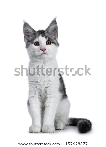 Shy blue tabby high white harlequin maine coon cat kitten sitting up straight, looking straight in camera isolated on white background