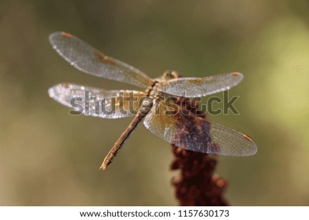 Dragonfly on a blade of grass on natural background