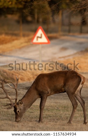 Red Deer, Deers, Cervus elaphus on the road, traffic signal