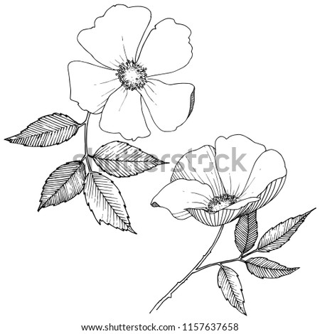 Wild rose in a vector style isolated. Full name of the plant: rose. Vector flower for background, texture, wrapper pattern, frame or border.