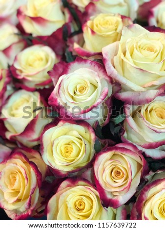 yellow roses with red edges