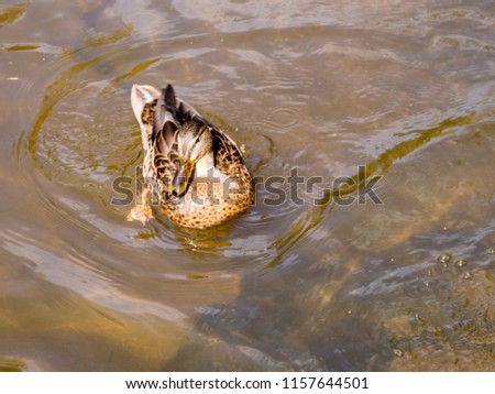 Duck floating in the water