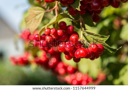 Closeup of Cranberry ripe on a bush. Authentic farm series. Royalty-Free Stock Photo #1157644999
