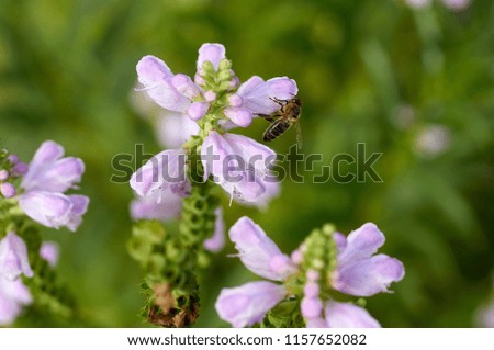 Honeybee on flower; Shallow depth of field; Focus on bee