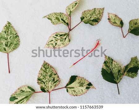 Green shaded leaves texture pattern in white background