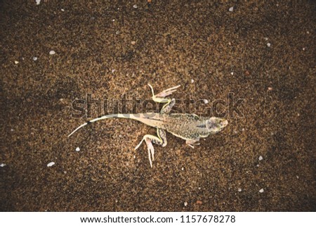 A desert-dwelling lizard with a desert camouflage captured from above on the sandy surface of Namibia. 
