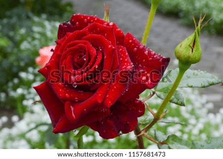 Beautiful red rose after rain