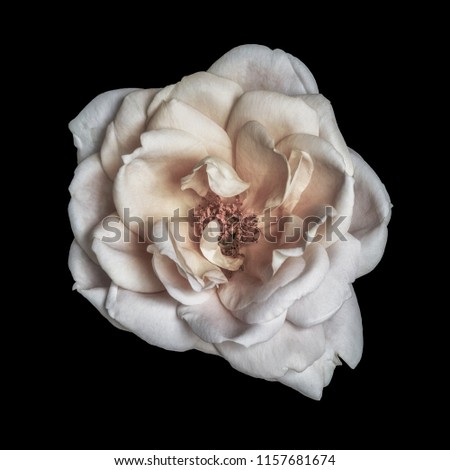Pastel color fine art still life floral macro flower image of a single isolated white beige rose blossom, black background,detailed texture,vintage painting style 