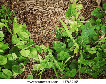 Dry grass and green leaf background,grass texture