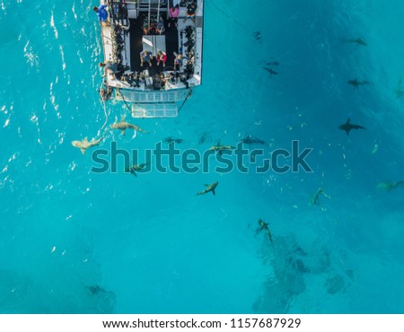 Picture shows a Drone view on sharks at the Bahamas