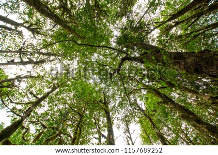 Royalty high quality free stock image of green forest. Tree with green leaves and sun light. Bottom view background. View of green tree from bottom up. Look up under the tree
