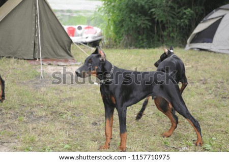 Book bags and camping equipment have leather shoes outside the tent with two dog. Doberman dogs guard the territory