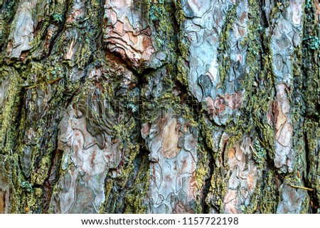 A picture texture of the bark of a tree similar to camouflage