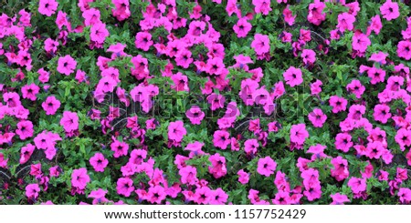 seamless texture of flowers 2