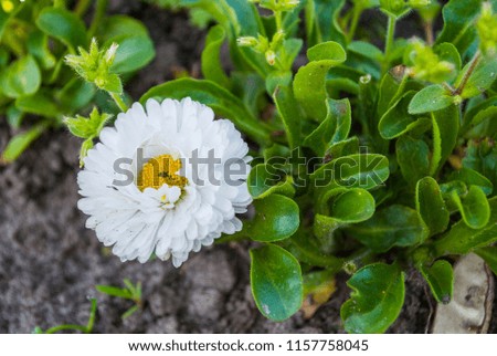 Close-up daisy flower. Blooming bellis flower. White marguerite. Blooming white flower. Spring blooming with green leaves. Fresh garden flowers. Springtime daisy. White plus yellow.