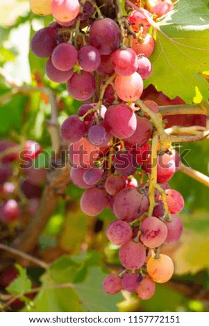 A front selective focus picture of grape fruit in organic agriculture farm Close-up Grape harvesting
