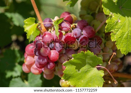 A front selective focus picture of grape fruit in organic agriculture farm Close-up Grape harvesting