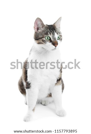 Cute cat on white background. Lovely pet