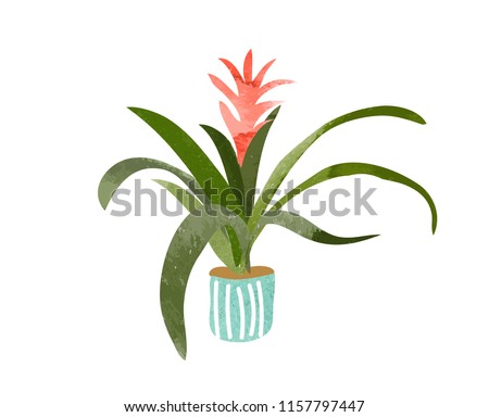 guzmania plant watercolor vector illustration. house potted plant. hand drawn exotic pot plant. tufted airplant.  Royalty-Free Stock Photo #1157797447