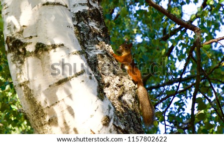 Lovely American Red Squirrel holding a large pine cone in its mouth, Espoo, Finland, Europe