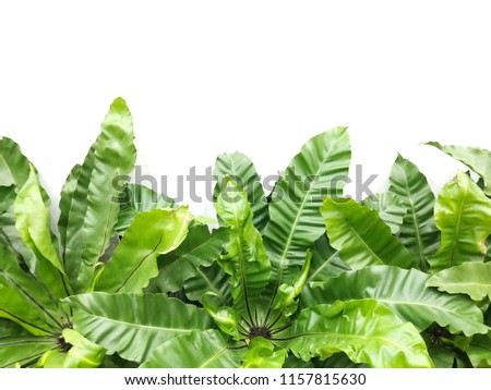 Green leaves of Bird's-nest fern or Nest fern (Asplenium nidus) on white background.