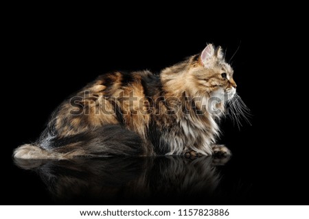 Side view low key picture of a laying fluffy brown cat