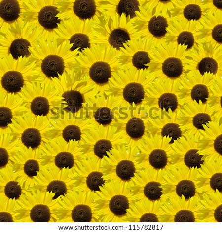 sunflower  background