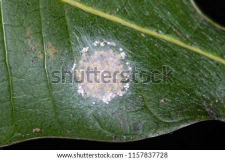 group of baby lynx spiders after hatch from eggs and stay inside their nest/ eggs sac on mango leaf