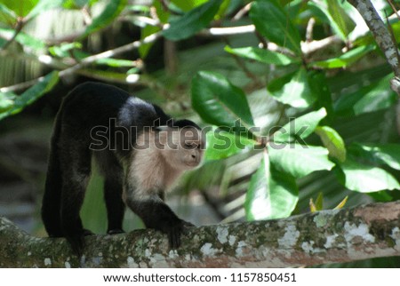 White-headed or white-faced Capuchin monkey  (Cebus capucinus) crawls across branch in the rainforest of Costa Rica
