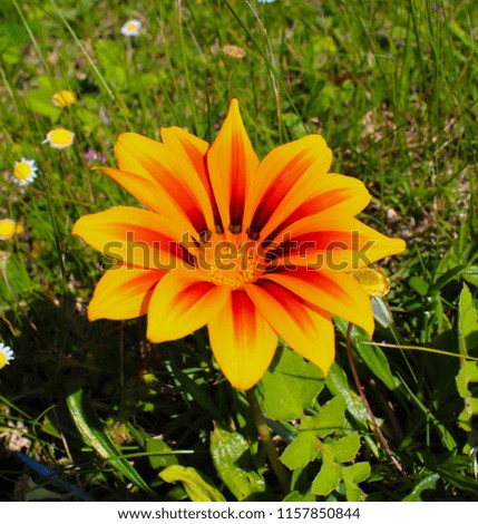 Bright yellow , pink, orange, cream  multi-colored and red hardy  gazania flowers in the family  Asteraceae brighten up the street verges on a sunny spring afternoon .