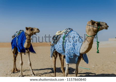 a pair of camel taking a rest during desert exploration in middle east