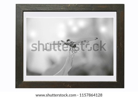 Black and white image of dragonfly in wooden frame