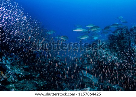 School of jack fish swimming across shining little fish in the deep ocean