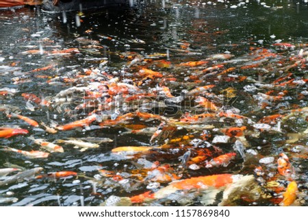 colorful carp fish in water