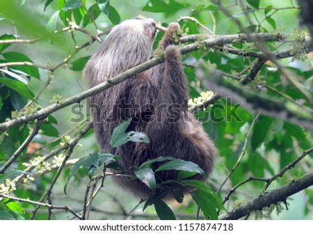 
A Two-toed Sloth baby feeds on Guaba flowers on a river