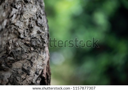 Colseup nature veiw of bark tree on blurred texture  in forest with copy space using as background natural , wallpaper concept, Macro.
