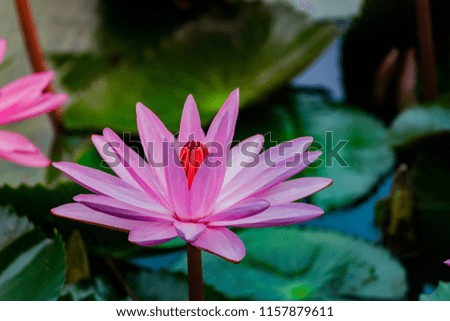 close up pink color fresh lotus blossom or water lily flower blooming on pond background