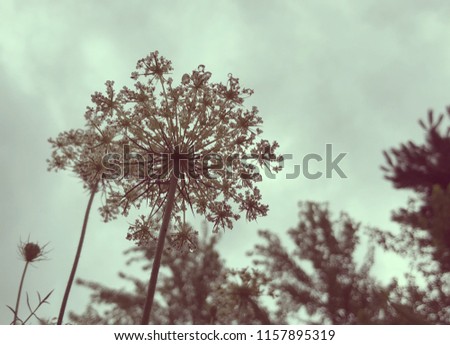 Looking up at Queen Anne’s lace flower