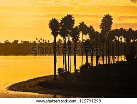 Mission Bay Palm Trees at Sunset Located in Sunny San Diego, Southern California