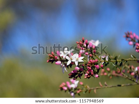 Australian native Box Leaf Waxflower, Philotheca buxifolia (family Rutaceae) growing in heath in the Royal National Park, Sydney, NSW, Australia. Winter to spring flowering