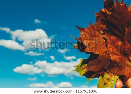 Maple leaf bunch in human hand. Blue sky and clouds in background. Fall foliage concept. Autumn hiking outdoors, September, October, cropped view