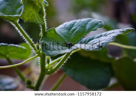 Squash Bug on a Cucumber Leaf