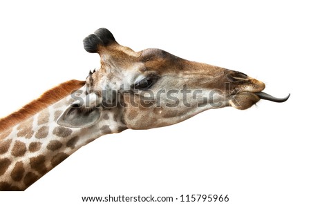 giraffe put out tongue, is isolated on a white background
