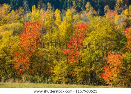 Landscape of vibrant autumnal mountain forest. Transylvania, Romania