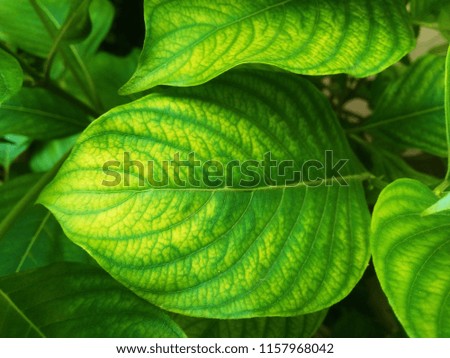 The grace of yellowish green leaves. The Garden. Abstract background of Green and Yellow color. 