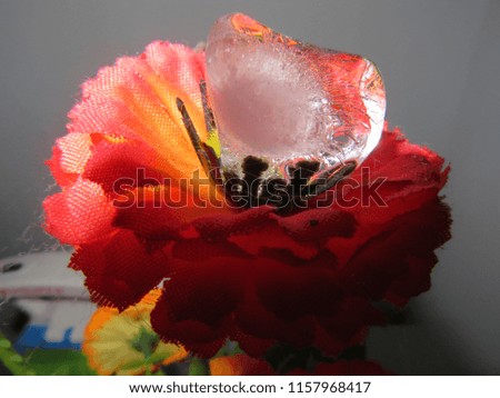 ice cube on beautiful flower